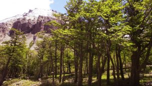 Investigadores de Unesco demuestran que bosques y plantaciones forestales han frenado la desertificación en Chile