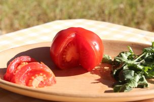 Pequeños productores reviven cultivo ancestral de Tomate Limachino gracias a proyecto ejecutado por INIA