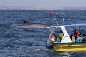 Proyectan que algunas especies de la Región de Coquimbo podrían desaparecer