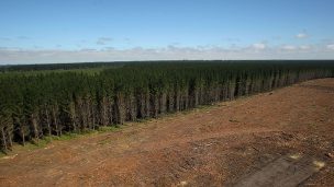 Gremios responden a director de Conadi por dichos de forestales: 