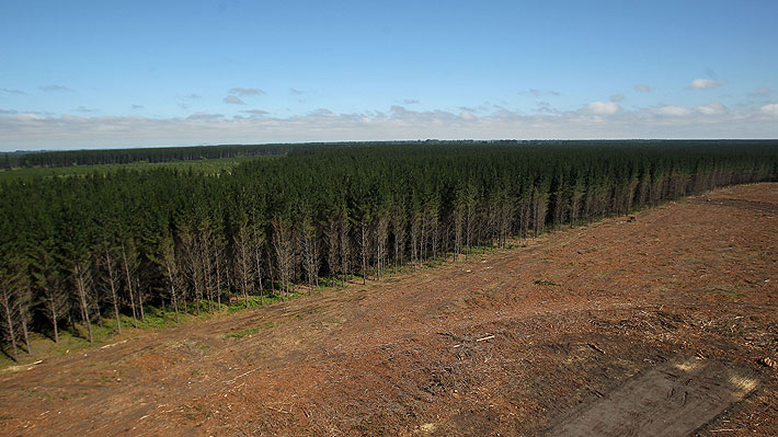 Gremios responden a director de Conadi por dichos de forestales: “Nos sentimos parte de la solución, no del problema”