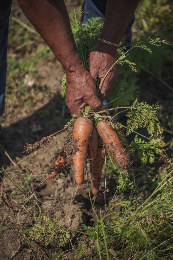 Huerta Colaborativa de Viñedos Veramonte se consolida con la comercialización de Canastas Agroecológicas