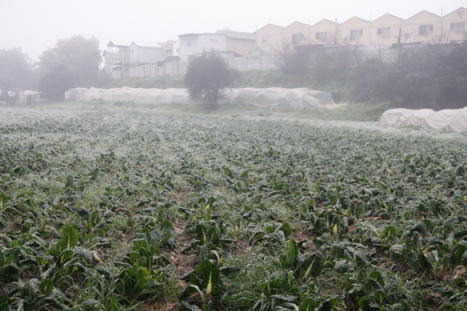Patricio González, agroclimatólogo: “Lo que va a ocurrir ahora son heladas en los valles de la zona central con temperaturas cercanas a los -1 y -2 grados”.