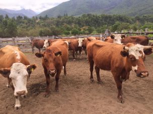 SAG actualiza normativa de vigilancia de Brucelosis bovina en la última etapa de erradicación