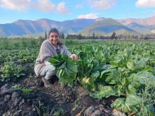 Agricultora de Panquehue tiene exitosa producción agroecológica basada en saberes ancestrales