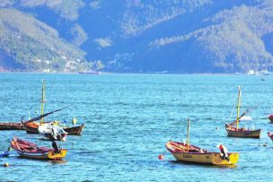 Crear un Ministerio del Mar y causales para expropiar tierras forestadas: las normas transitorias que aprobó la comisión de Medio Ambiente de la CC