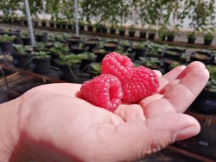 Universidad Católica premia a “Programa Tecnológico de Fruticultura Zona Centro Sur” ejecutado por FDF