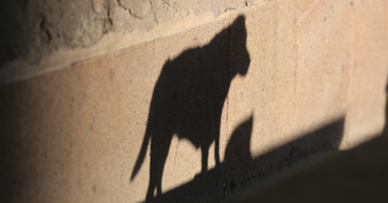 Día Internacional del Perro Callejero: llaman a fortalecer la adopción responsable y el cuidado de los animales