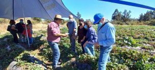 Pequeños agricultores se capacitan para detección de Drosophila suzukii