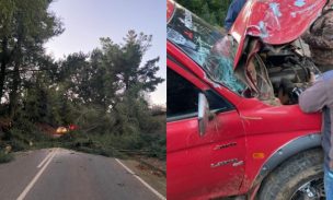 Derriban árbol para bloquear ruta en Collipulli: cayó sobre vehículo en que viajaba padre y su hija