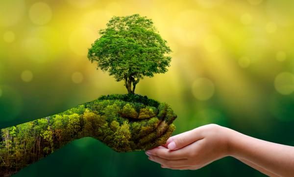 Exploración del entorno natural: La olvidada práctica en la educación parvularia