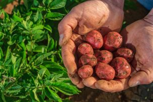 Más saludables: preparan producción de tres nuevas variedades de papas chilenas