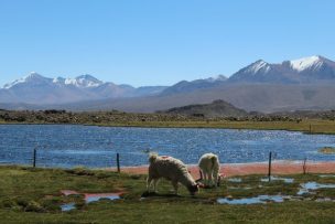 SEREMI de Agricultura de Arica y Parinacota potenciará Prácticas Ganaderas altoandinas