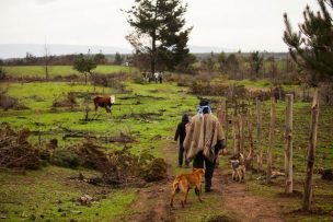 Fiscal regional de La Araucanía advierte de aumento en usurpación de terrenos los últimos meses