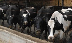 Leche en polvo podría potenciar a la industria chilena en el extranjero