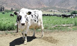 Condiciones para la producción lechera en Chile preocupan a agricultores