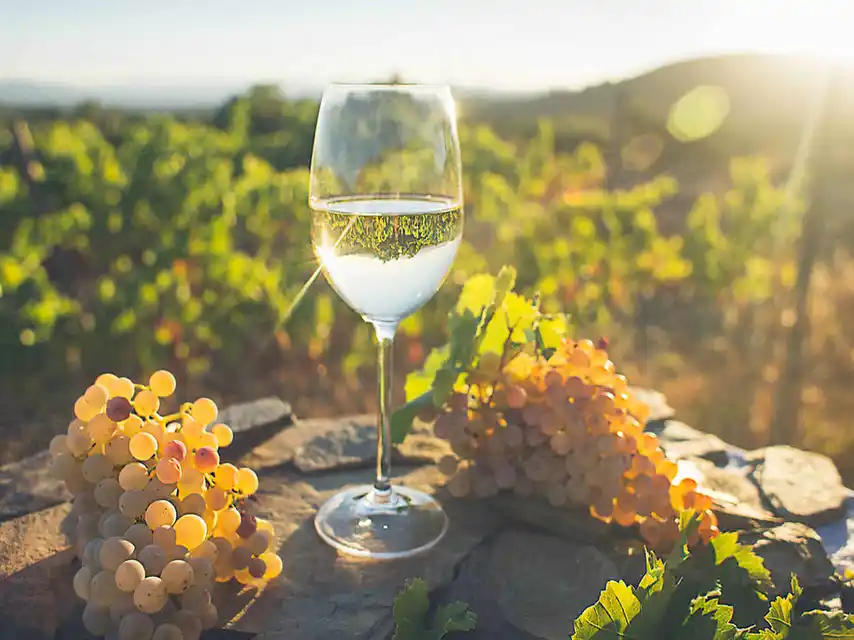 6 de mayo: Día del Sauvignon Blanc, la segunda cepa más plantada en Chile