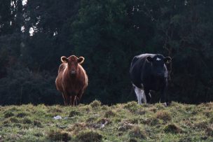 Ganadería regenerativa: una alternativa para contrarrestar los efectos del cambio climático