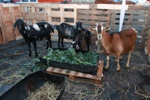 Lo Valledor entregó 569.630 kilos de frutas y verduras a comedores y 4800 toneladas de materia orgánica para animales