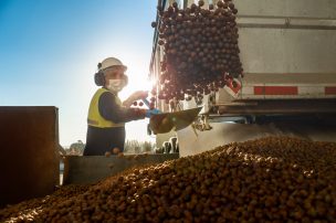 Grupo Ferrero busca posicionar a Chile como uno de los principales productores de avellana a nivel mundial