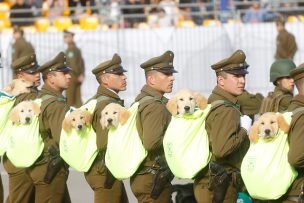 Carabineros lanza concurso para buscar nombres a 17 perritos policiales