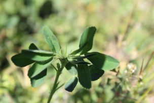 Alfalfa se transforma en una alternativa forrajera para el secano