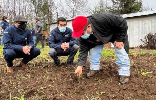 INDAP incentivará la producción de papa en Chile a través de apoyo en el Plan “Siembra Por Chile”