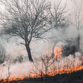 Cómo detectar incendios forestales gracias al uso de Inteligencia Artificial