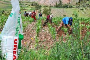 Cepal y alza de precios de fertilizantes: “Está el fantasma de una crisis alimentaria”