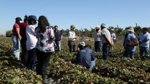 Pequeños agricultores de Las Cabras aprendieron en terreno a prevenir y manejar la plaga Drosophila suzukii