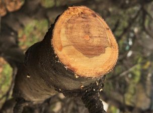 Seminario INIA abordará posibles soluciones a enfermedades que atacan la madera en cerezo