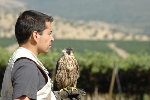 Emprendimiento chileno rehabilita aves rapaces para controlar plagas en el campo y la ciudad