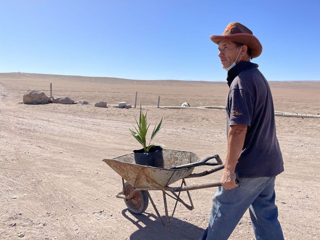 Tarapacá: Las primeras palmeras datileras reproducidas in vitro del país se plantan en el oasis de Pica