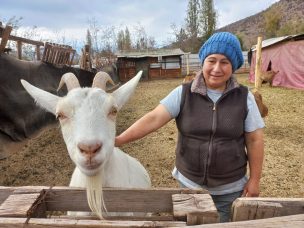 Agricultora de Putaendo se consolida con turismo rural y producción de quesos de “cabras felices”