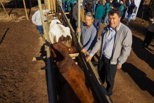 Ministro Valenzuela declara a la región de Valparaíso provisionalmente libre de brucelosis bovina