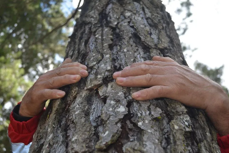 Chile tendrá un nuevo estándar de manejo forestal sustentable para bosque plantado y usted puede aportar a su contenido