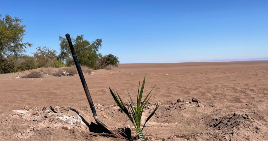 Tarapacá: Las primeras palmeras datileras reproducidas in vitro del país se plantan en el oasis de Pica