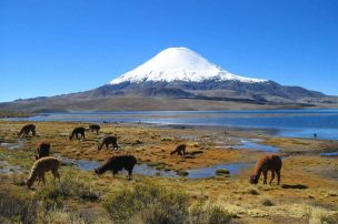 Minagri posiciona a la Reserva Biósfera Lauca como promotor de desarrollo ecológico a nivel nacional