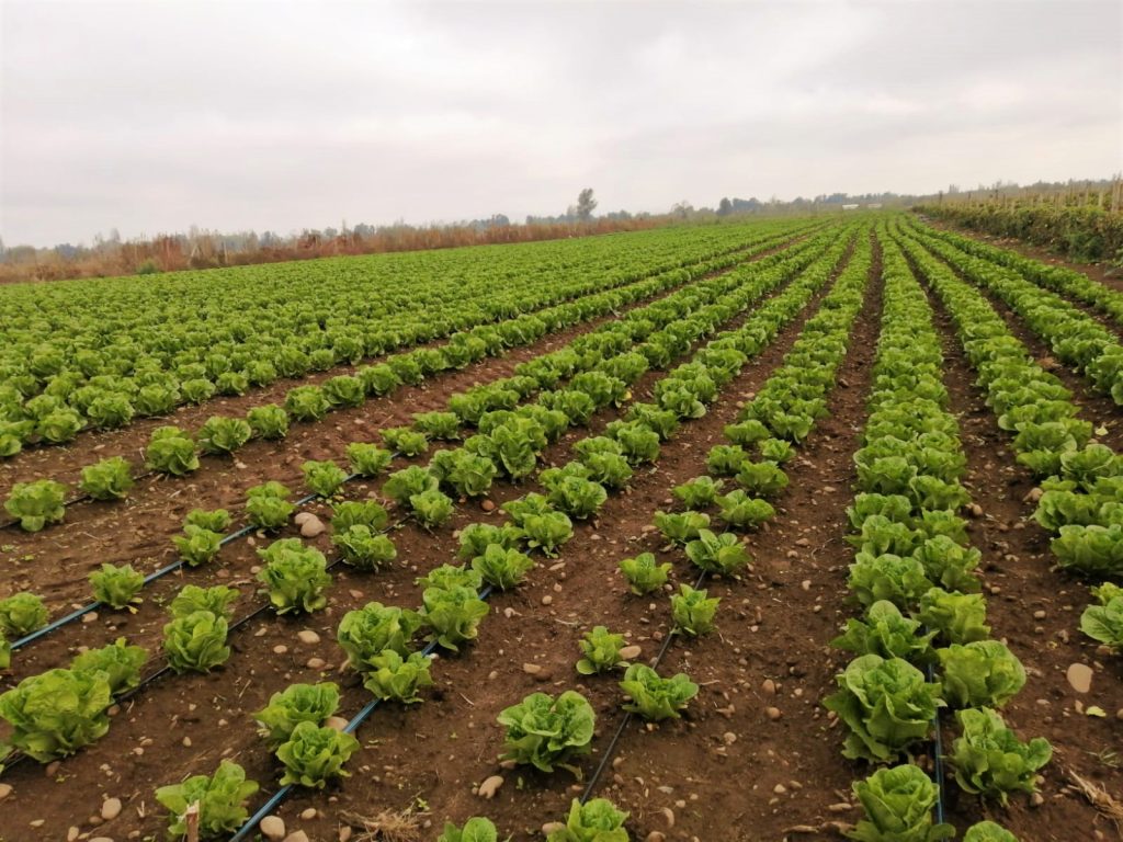 AFC y liceos agrícolas del Maule se verán beneficiados por programa de innovación en tecnologías de riego