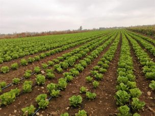 AFC y liceos agrícolas del Maule se verán beneficiados por programa de innovación en tecnologías de riego