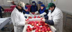 Autoridades destacan aumento de certificación de fruta fresca en Sitio de Inspección SAG / USDA – APHIS / ASOEX