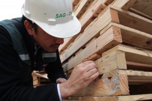 SAG Biobío interceptó cuatro plagas de importancia forestal en embalajes de madera de importaciones