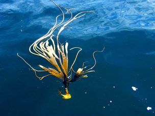 No fue fortuito: estudio revela que el cochayuyo sigue llegando a la Antártica