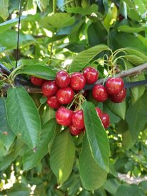 Investigadores chilenos desarrollan nuevas variedades de cerezas adaptadas al cambio climático