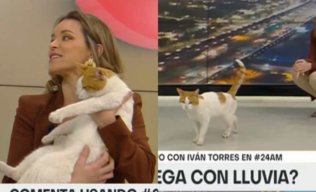 “¿Tenemos visitas?”: Tierno gatito irrumpe el noticiero AM de TVN