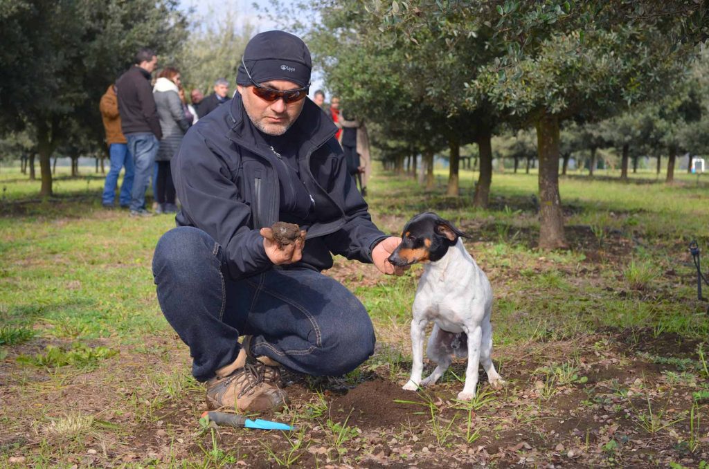 Rafael Henríquez, vicepresidente de la Asociación de Trufas de Chile: “La trufa es un cultivo lleno de detalles”
