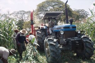 El sector maicero necesita infraestructura adecuada para poscosecha