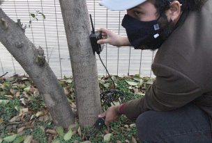 Agricultores monitorean a distancia cuántas cerezas trae cada árbol