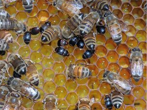 SAG da a conocer a Mesa Apícola de Biobío medidas para prevenir el ingreso del pequeño escarabajo de la colmena