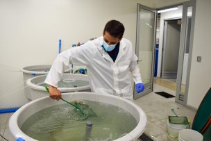 Nuevo Laboratorio de Investigación de la PUCV utiliza sistemas de recirculación de agua para estudios de Acuicultura Sustentable